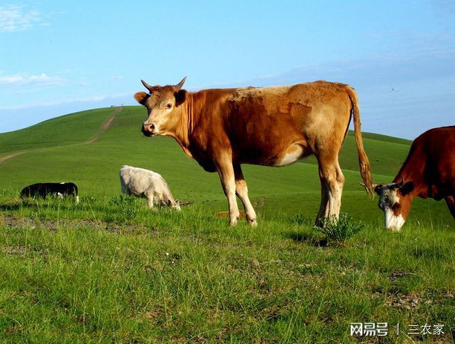 盐碱地养殖致富经，肉牛日粮配方怎么调配？