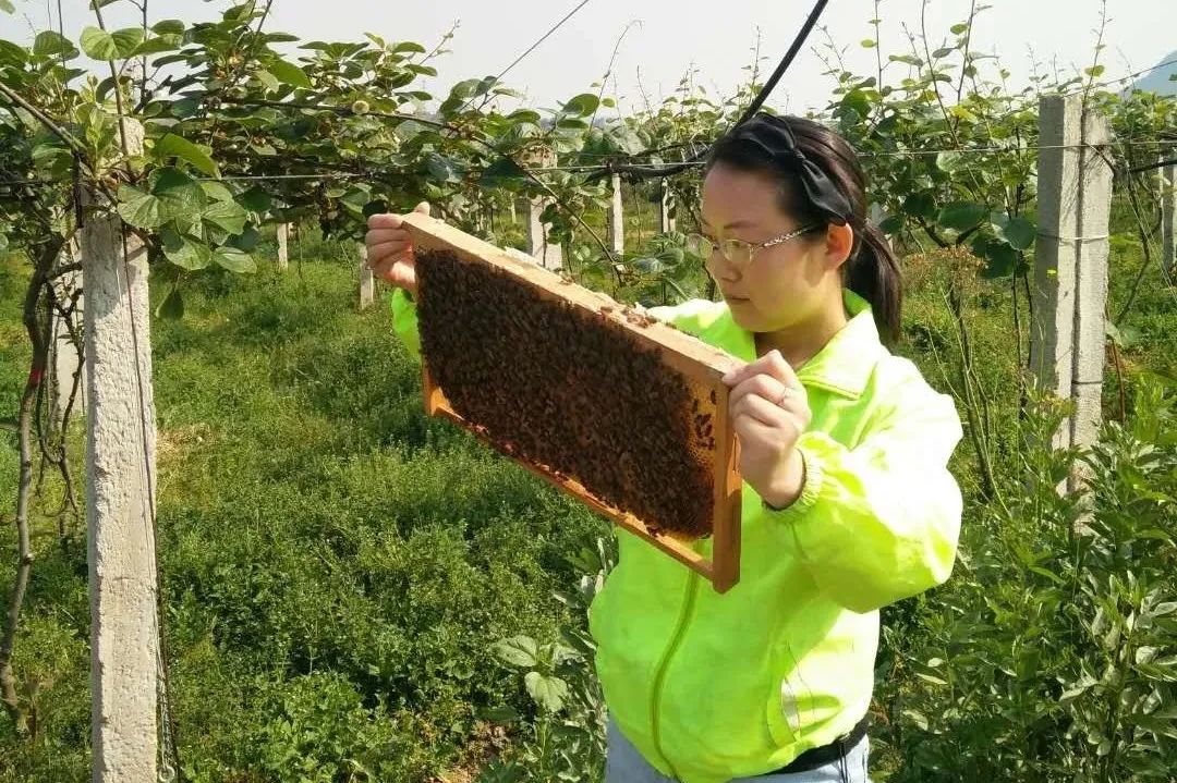 蜜蜂致富经_蜜蜂农家_致富经农村土蜜蜂