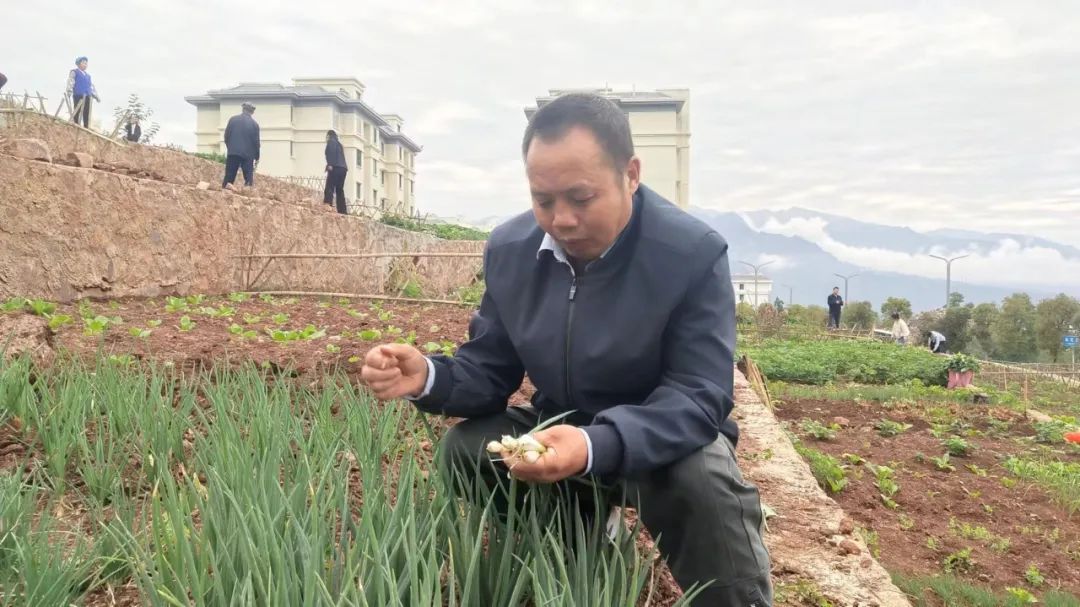 家庭种蒜苗的视频_家庭红蒜苗种植技术_种蒜苗的方法和步