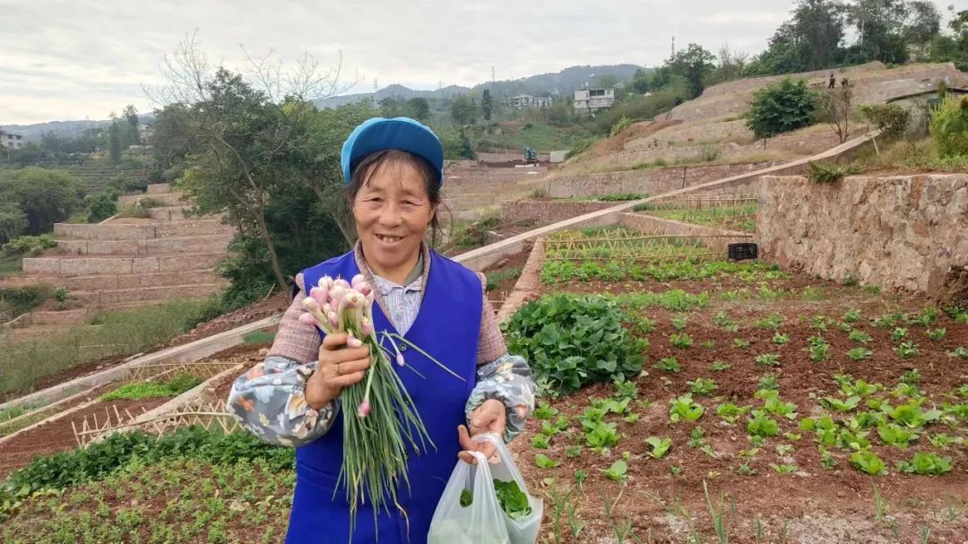 家庭红蒜苗种植技术_家庭种蒜苗的视频_种蒜苗的方法和步