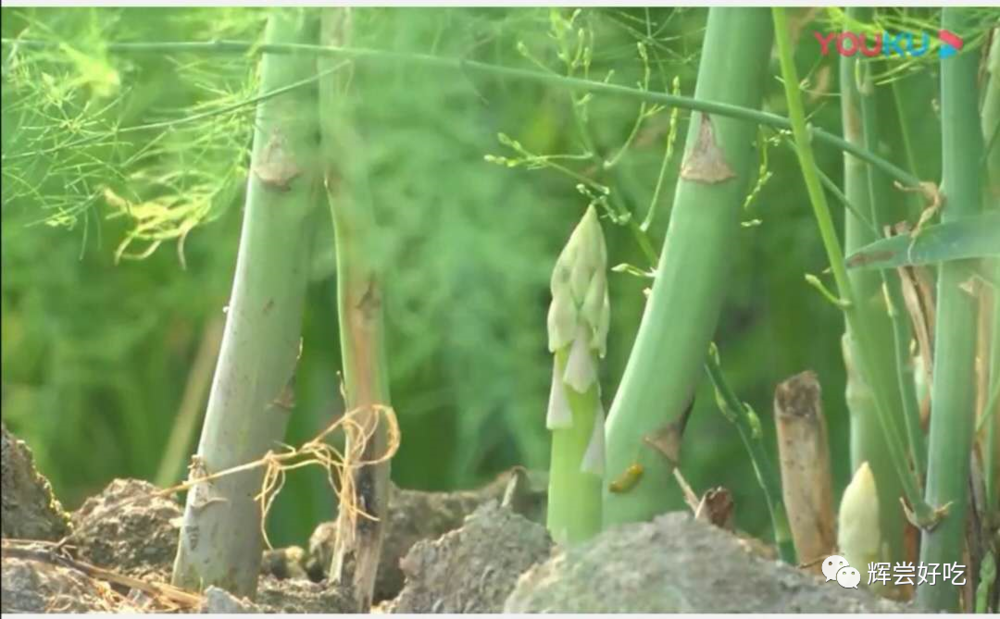 致富种植芦笋白菜图片_白芦笋种植_白芦笋种植致富