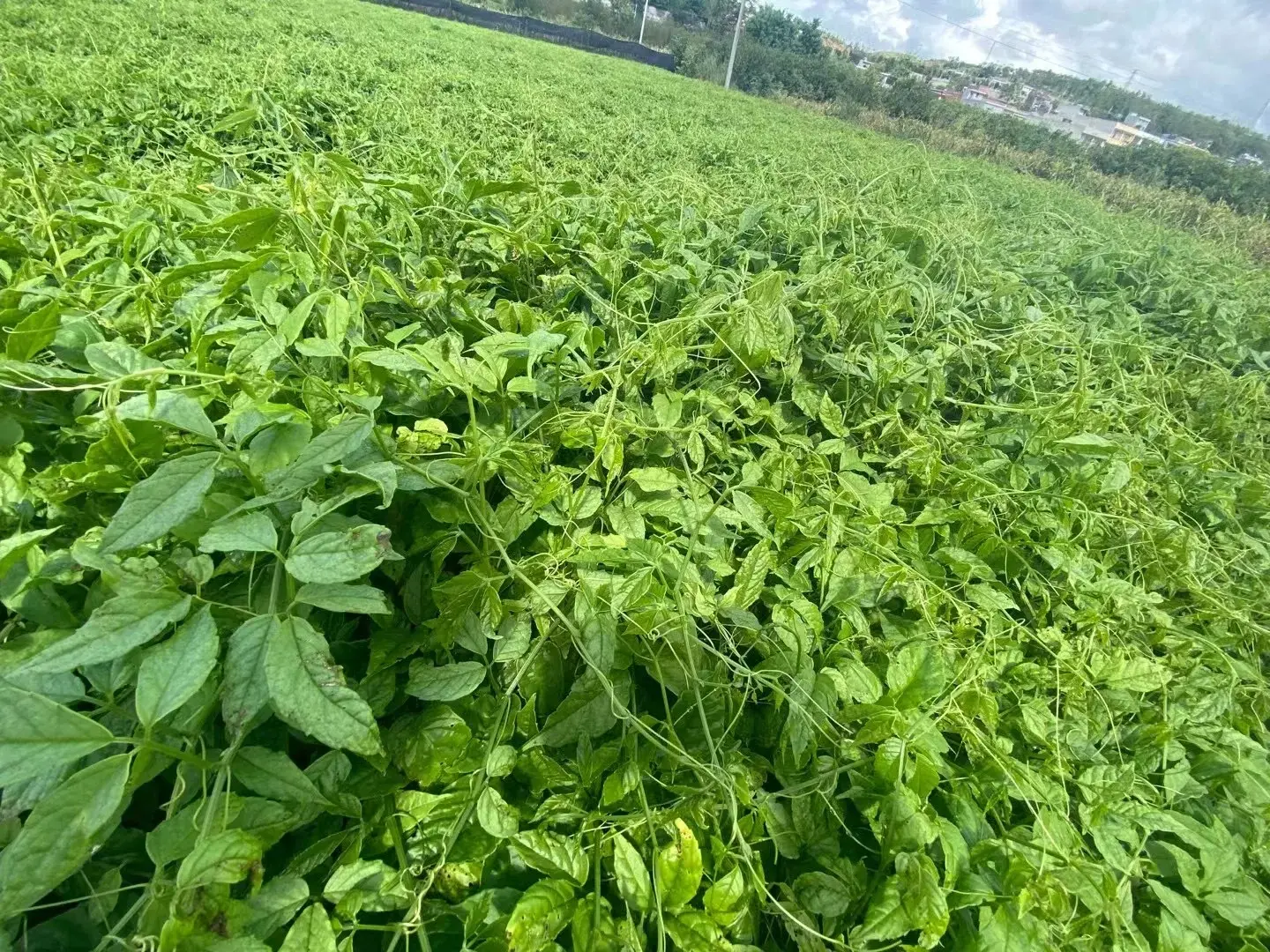 致富种植农业概念界定_农业种植致富概念_致富种植农业概念是什么