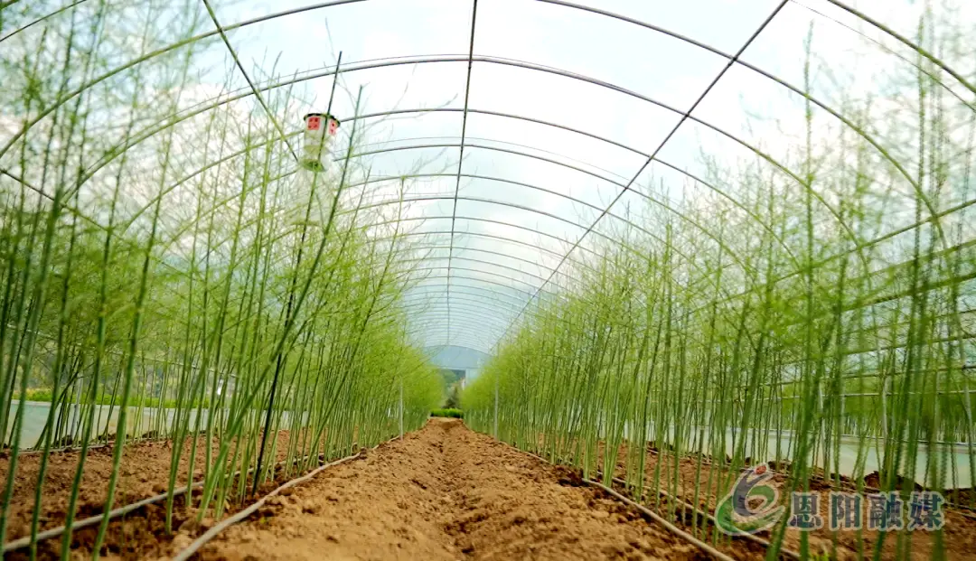 致富种植芦笋白菜怎么种_白芦笋种植致富_致富种植芦笋白菜图片