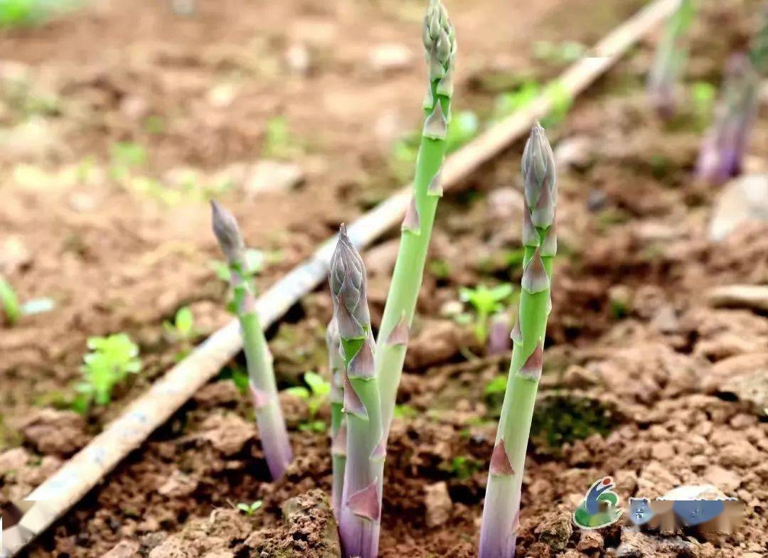 致富种植芦笋白菜怎么种_致富种植芦笋白菜图片_白芦笋种植致富