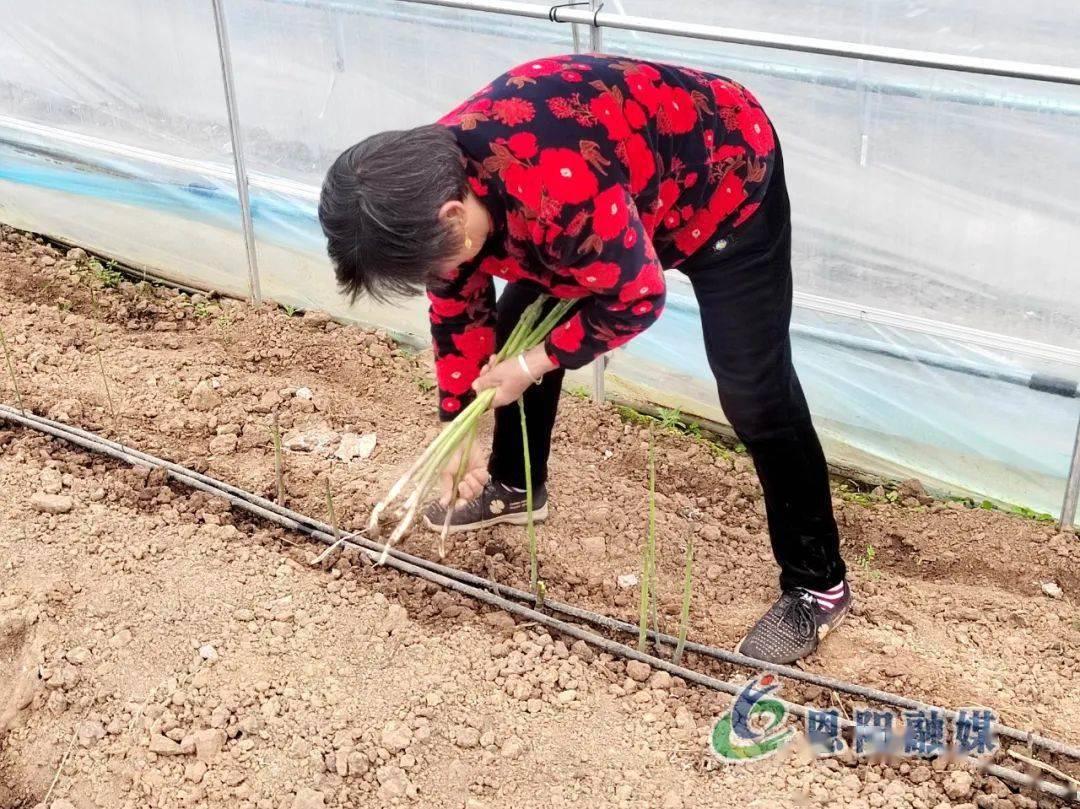 白芦笋种植致富_致富种植芦笋白菜图片_致富种植芦笋白菜怎么种