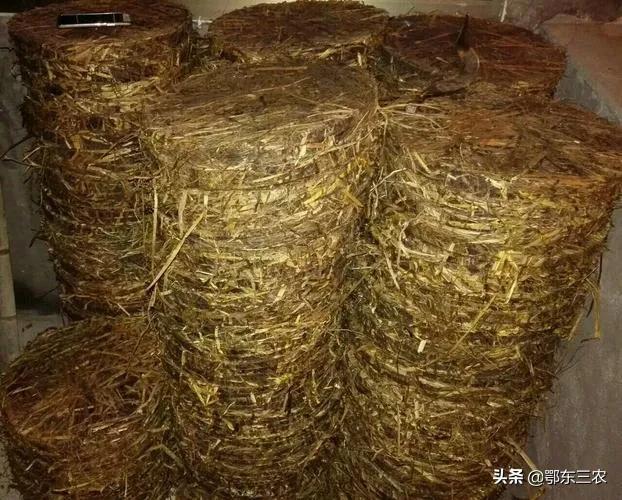 农村油茶饼不要当废物丢掉，在种植业和养殖业上是有很多用途的