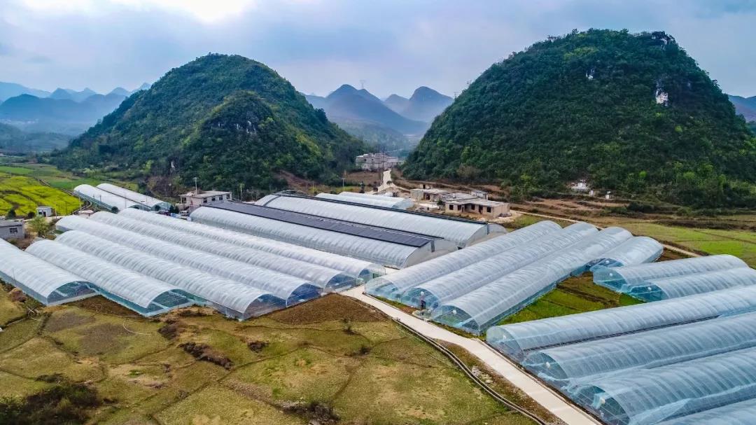 甘蓝种植基地_甘蓝种植致富事例_种植甘蓝的成本和利润