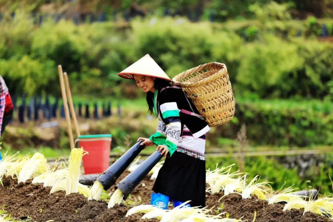 甘蓝种植基地_种植甘蓝的成本和利润_甘蓝种植致富事例