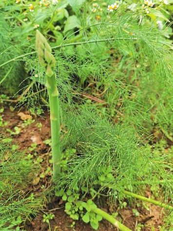 昆明市晋宁区青菜村——百亩芦笋节节高