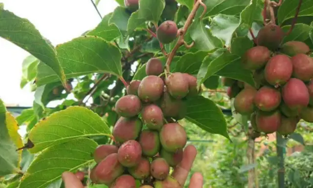 猕猴桃软枣栽培_软枣子猕猴桃种植技术_怎样种软枣猕猴桃