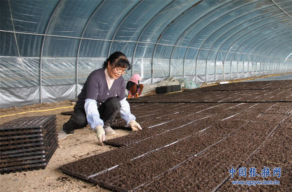 甘蓝种植基地_甘蓝种植致富事例_种植甘蓝的成本和利润