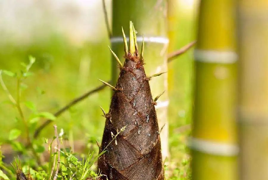 甜竹笋种植技术视频_甜笋种植技术_笋甜种植技术要点