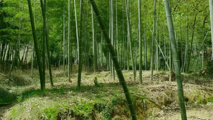 笋甜种植技术要点_甜竹笋种植技术视频_甜笋种植技术