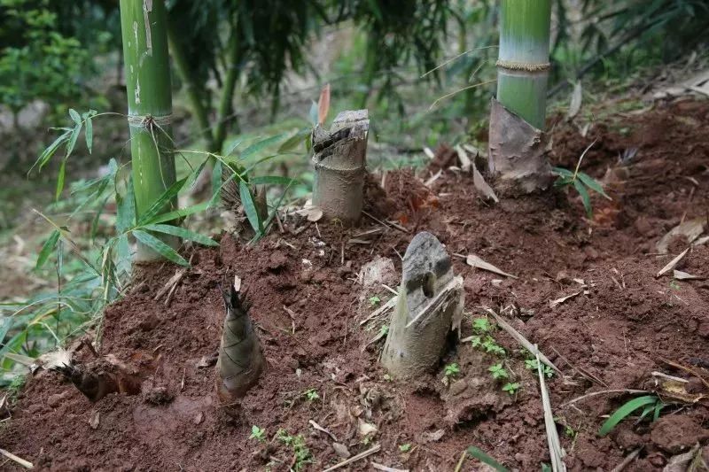 甜竹笋种植技术视频_笋甜种植技术要点_甜笋种植技术