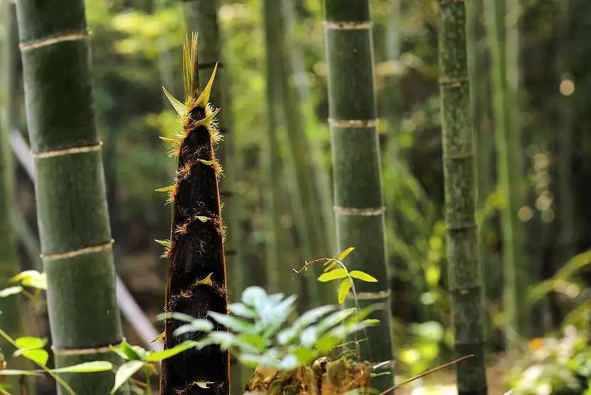 笋甜种植技术要点_甜笋种植技术_甜竹笋种植技术视频