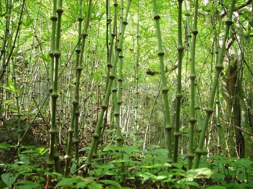 甜笋种植技术_笋甜种植技术要点_甜竹笋种植技术视频