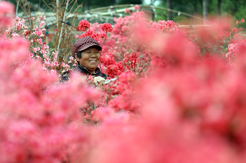 石家庄藁城：花卉苗木种植带动就业增收