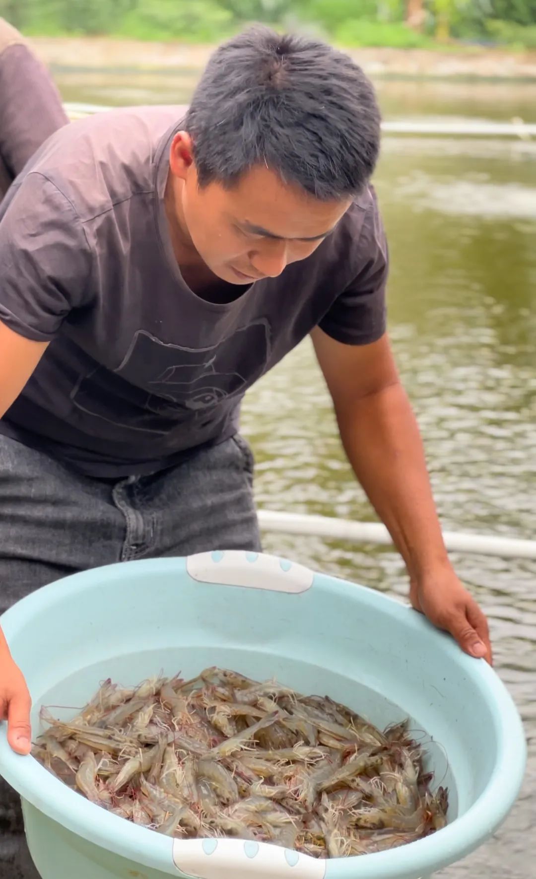 致富养殖对虾项目有哪些_致富经对虾养殖_对虾养殖致富项目