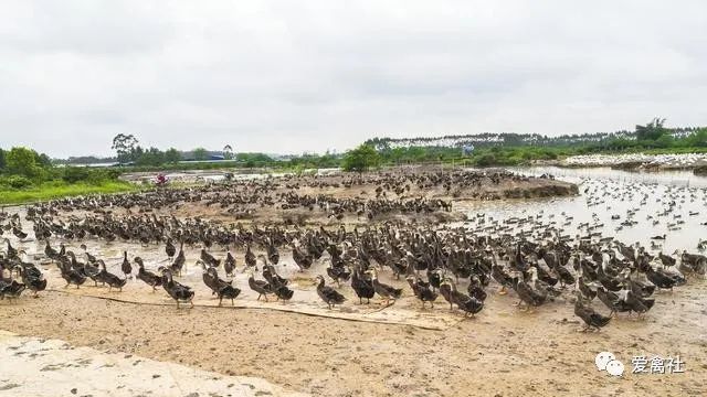 致富小伙养殖回乡村视频_小伙回乡养殖致富_致富经小伙养牛奇招