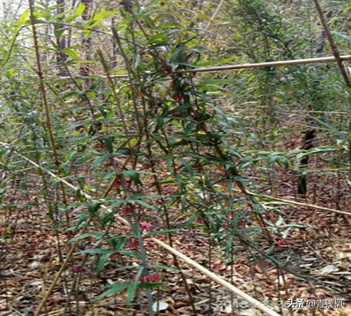 黄精种植技术x技术_黄精种植技术x技术_黄精种植技术x技术