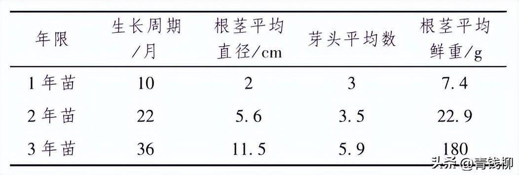 黄精种植技术x技术_黄精种植技术x技术_黄精种植技术x技术