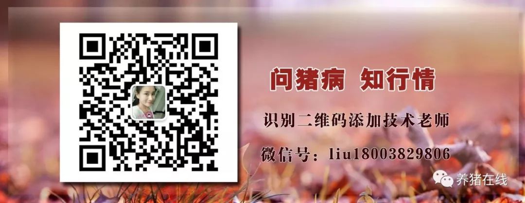 【技术】气温骤降，这3种猪病进入高发期，养猪人你知道怎么防治吗？