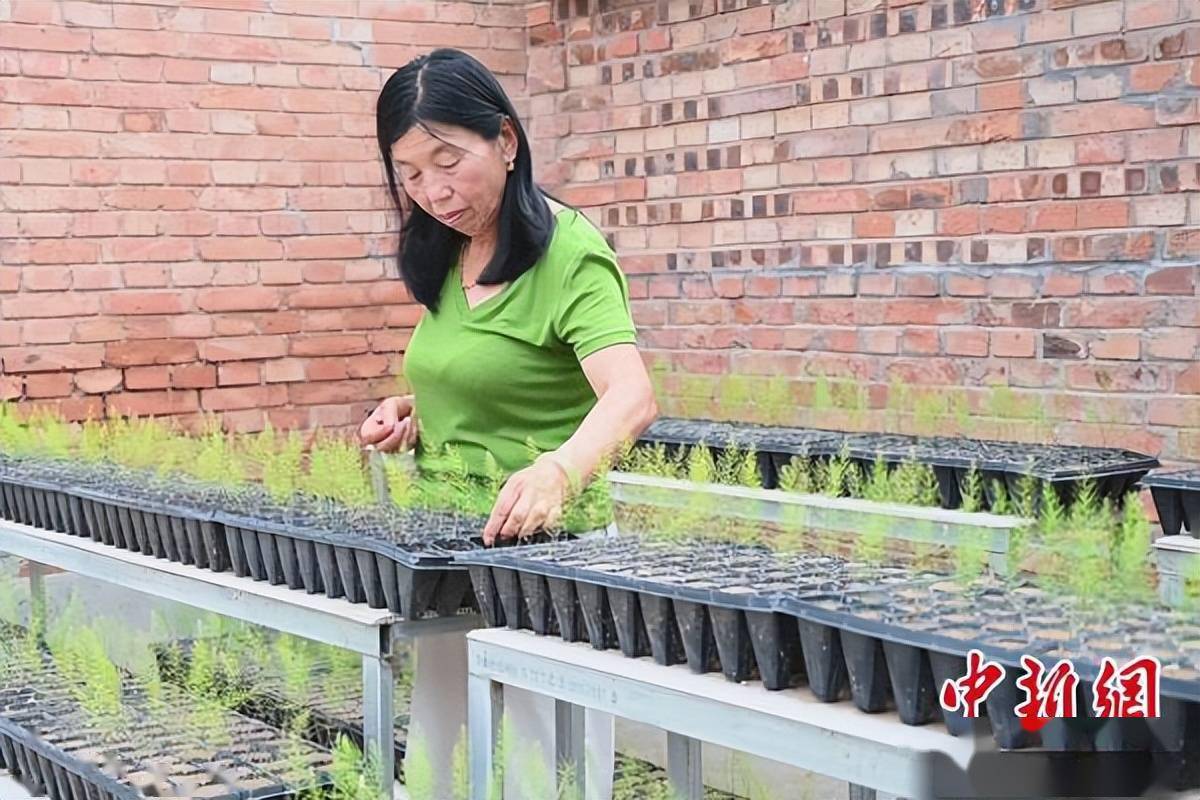 白芦笋种植致富_致富种植芦笋白菜怎么种_致富种植芦笋白菜视频