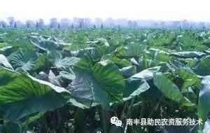 槟榔苗如何种植技术_槟榔育苗技术_苗种植槟榔技术要求