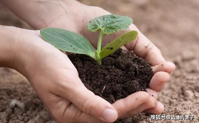致富经用猪粪种蘑菇视视频_蘑菇养猪_猪粪种菇技术