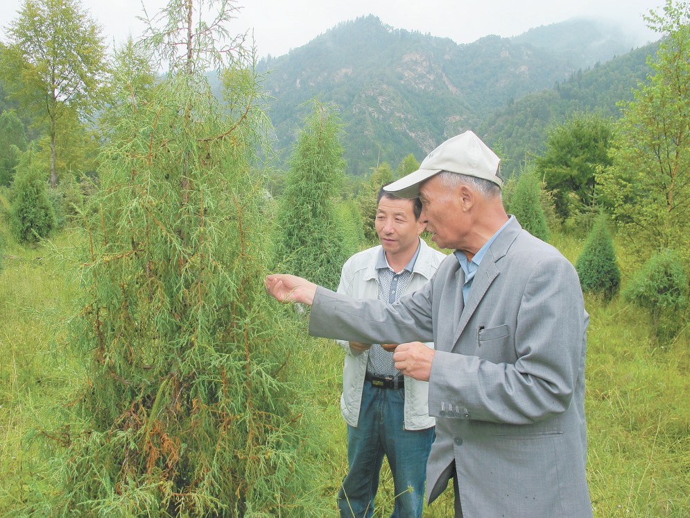 致富经东北种植羊肚菌_东北羊肚菌种植基地_东北羊肚菌人工栽培新技术