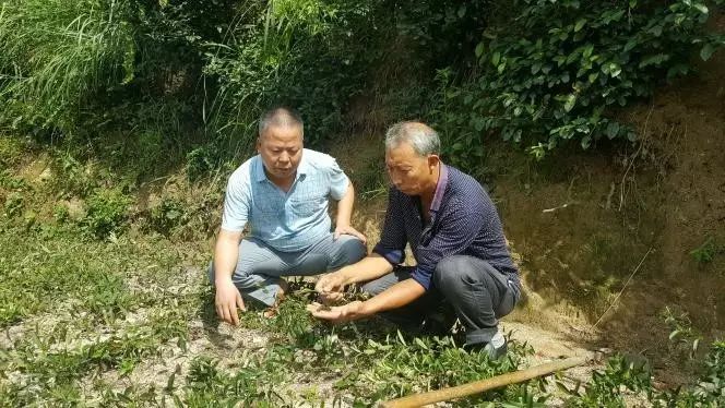 致富药材能种植吗_药材种植致富项目_种植什么药材能致富