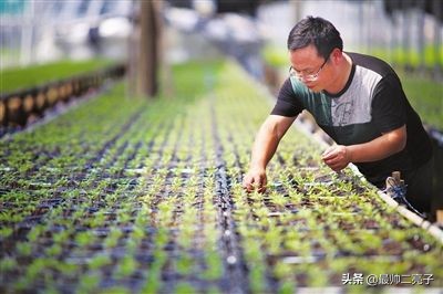 西红柿种植技术视频教程_西红柿种植技术视頻_西红柿种植技术视频大全