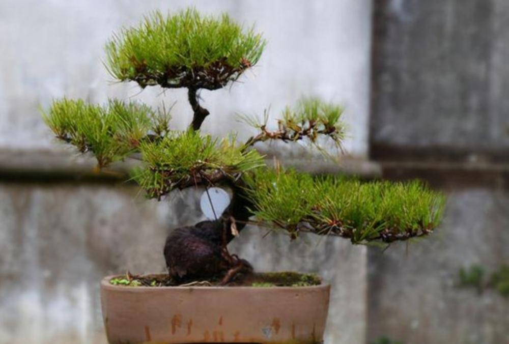 松树种植技术与管理_松树种植技术视频_松树种植技术