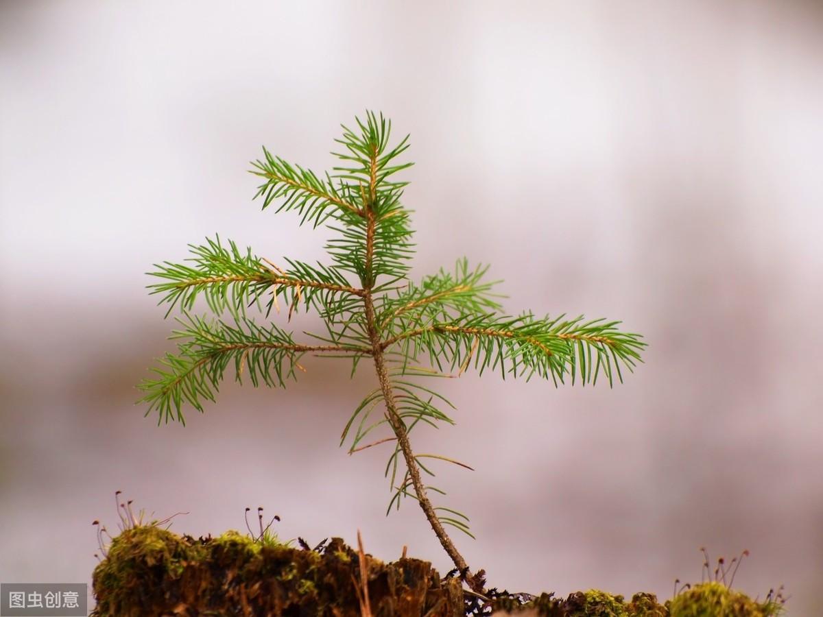 松树种植技术_松树种植技术与管理_松树菌种植技术视频