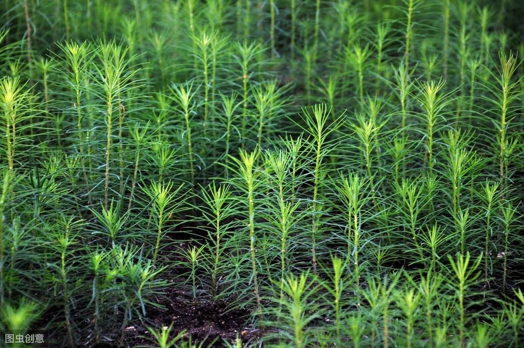 松树种植技术与管理_松树菌种植技术视频_松树种植技术