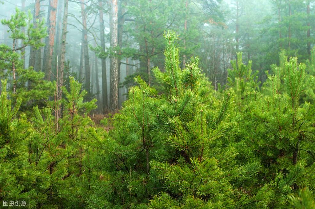 松树种植技术_松树种植技术与管理_松树菌种植技术视频