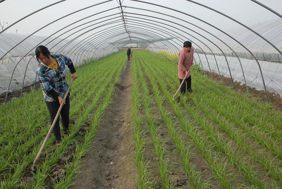 韭黄怎样种植技术_韭黄种植技术视频教程_韭黄种植最新技术