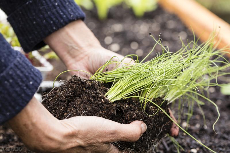 韭黄怎样种植技术_韭黄种植最新技术_韭黄种植技术视频教程