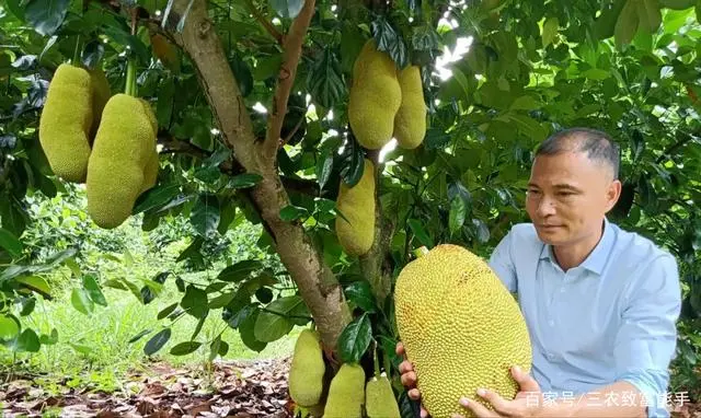 致富水果种植方法_水果种植赚钱吗_种植水果致富