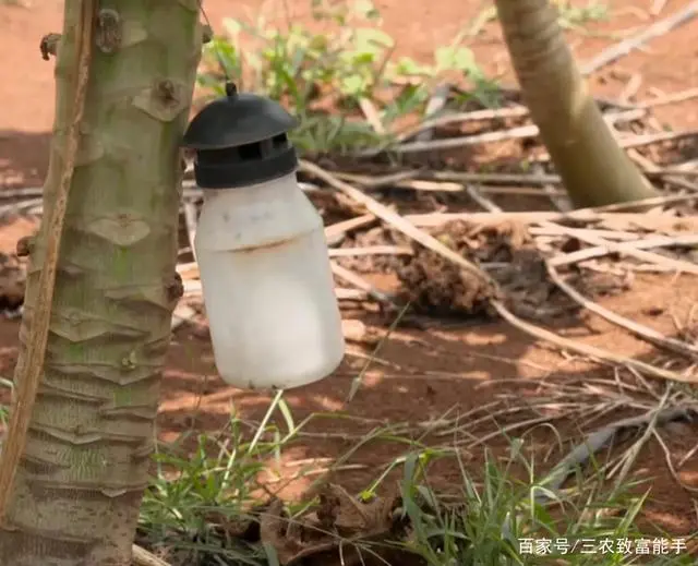 致富水果种植方法_水果种植赚钱吗_种植水果致富