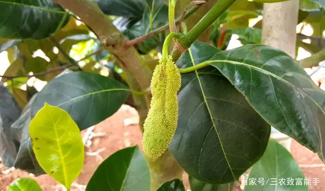 致富水果种植方法_水果种植赚钱吗_种植水果致富