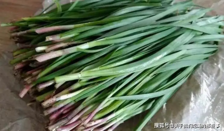 大棚韭菜种植技术_关于韭菜种植技术_韭菜种植技术与管理方法