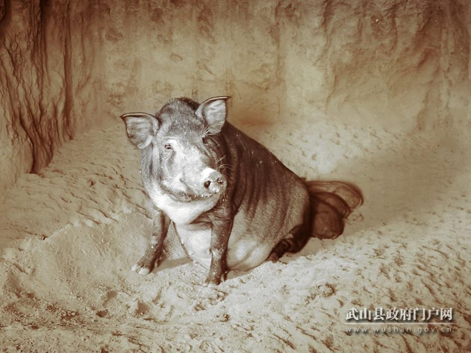 野猪养殖项目_野猪养殖户_靠野猪养殖致富