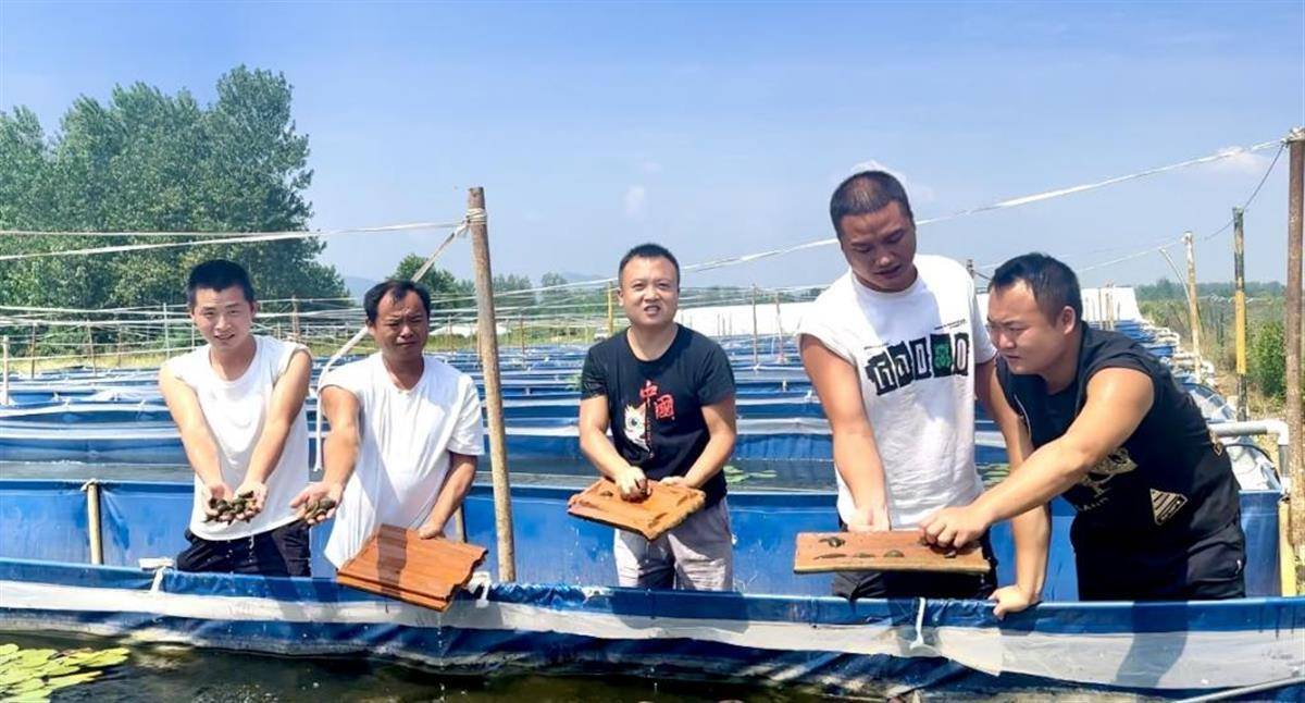 致富经养殖台湾泥鳅_台湾泥鳅养殖前景与利润_台湾泥鳅养殖成本和利润