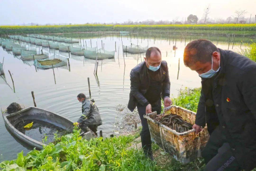 江西黄鳝养殖_养殖黄鳝挣钱吗_新余市黄鳝养殖致富项目