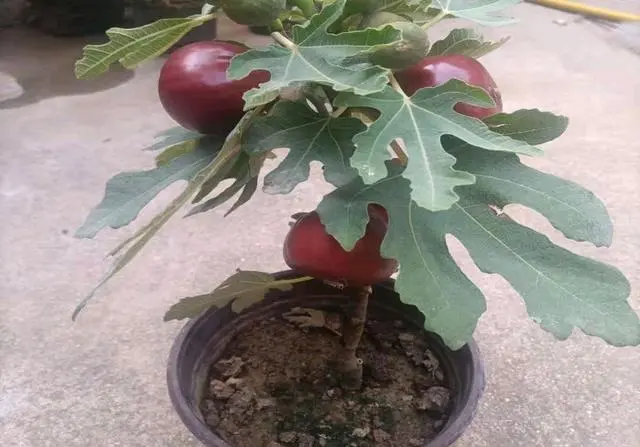 种植水果致富_致富水果种植视频_水果种植赚钱吗