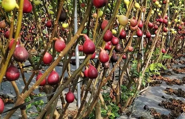 水果种植赚钱吗_致富水果种植视频_种植水果致富