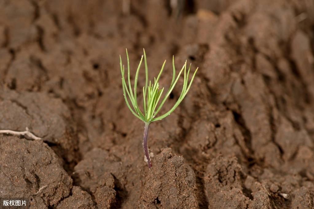 松树种植技术_松树菌种植技术视频_松树种植技术与管理