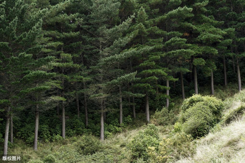 松树种植技术_松树种植技术与管理_松树菌种植技术视频