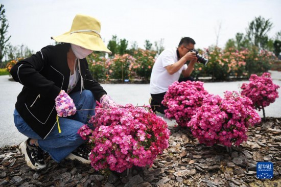 南阳种植基地_南阳适合种植什么经济作物_南阳种植致富